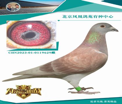 �˵�����˹740ֱ��X����ȫ������õ�����