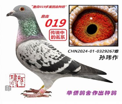 9��--ղɭ019ϵ-0329267��