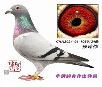 8��--ղɭ019��Ѫ-1059124��