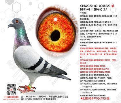 ��ӥ300���Ӷ���ֱŮ