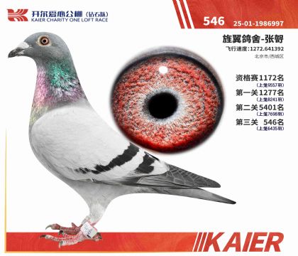 2025�꿪������(��ʯ��)������546�����ۣ�