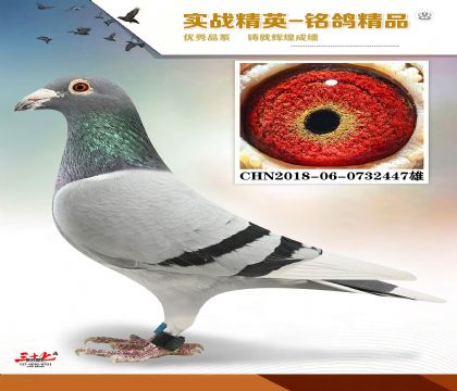 ɣ��ʿ�ǹ���