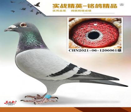 ����ɣ��ʿ  ���׻�Ѫ