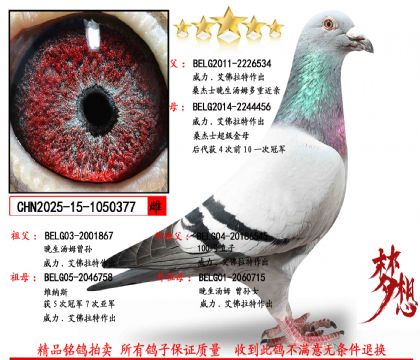 ɣ��ʿ������ķXɣ��ʿ������ĸ