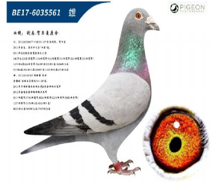 ���ºض���˹С�Һ�ֱ��