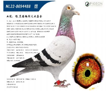 �����˹��Ůԭ�ᣨ������ֱ�ӣ�