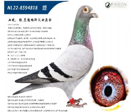 �����˹��Ůԭ�ᣨ���޺�ֱ�ӣ�