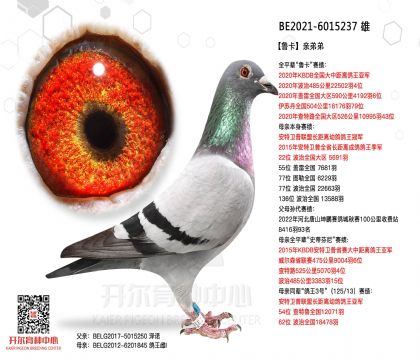 2����-6015237