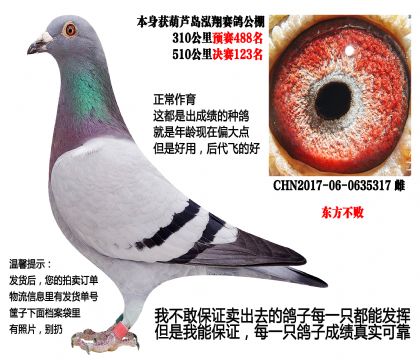 葫芦岛泓翔公棚预赛488名,500公里决赛123名