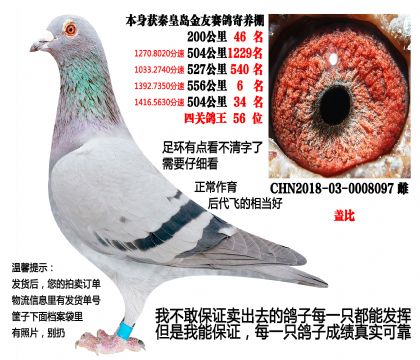 18年秦皇岛金友寄养棚团队四关鸽王(盖比)