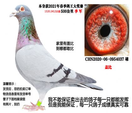 21年春季500公里总季军(盖比)