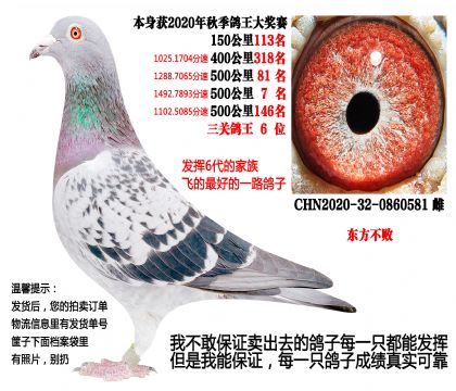 本期重点,20年秋季500公里7名,三关鸽王6位(东方不败)