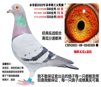 22年春季3次500公里,多关成绩鸽(杨欧瓦克x盖比)