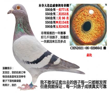 大连忠盛寄养棚团队五关鸽王,5次500公里