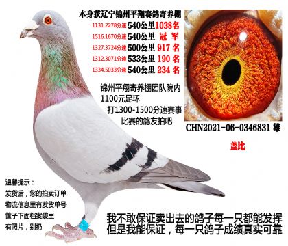 (重点压轴)锦州平翔寄养棚团队院内,500公里总冠军(盖比)