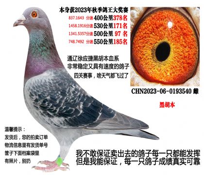 23年秋季四关成绩鸽(通辽徐应捷黑胡本血系)