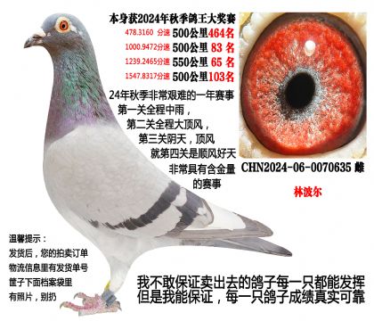 (本期重点)24年秋季4次500公里,四关成绩鸽(林波尔)