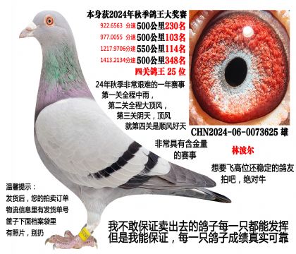 (本期重点)24年秋季4次500公里,四关鸽王(林波尔)