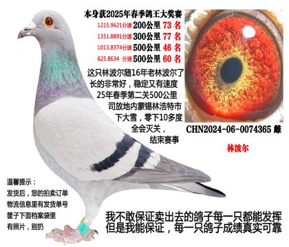 (本期重点)25年春季成绩鸽,16年老种鸽直女(林波尔)