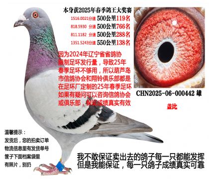 25年春季4次500公里,四关成绩鸽(盖比)