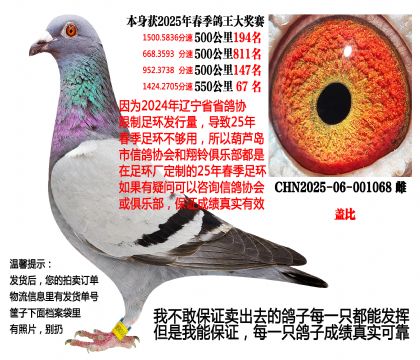 25年春季4次500公里,四关成绩鸽(盖比)