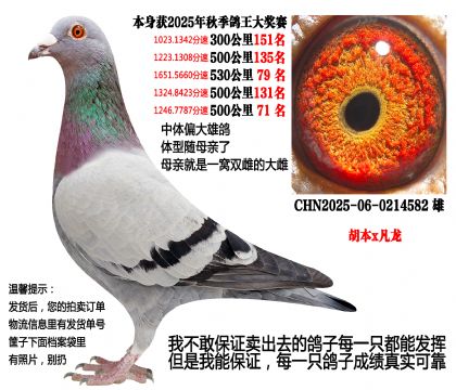 25年秋季4次500公里,四关高位奖(胡本x凡龙)