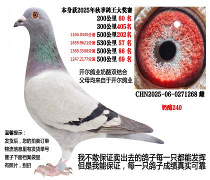 25年秋季4次500公里,4次前百名(奶酪240)