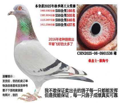 25年秋季4次500公里,四关成绩鸽(桑杰士-狼狗号)