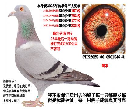 25年秋季4次500公里成绩鸽(胡本)