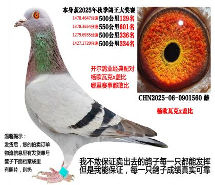 25年秋季4次500公里成绩鸽(杨欧瓦克x盖比)