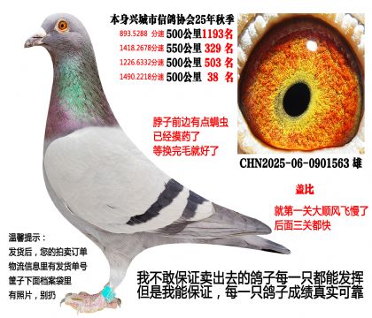 25年秋季4次500公里,500公里决杀关38名(盖比)