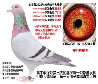 25年秋季4次500公里,四关成绩鸽(胡本x奶酪240)