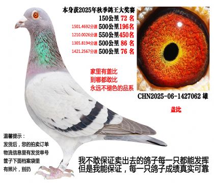 25年秋季4次500公里,四关成绩鸽(盖比)