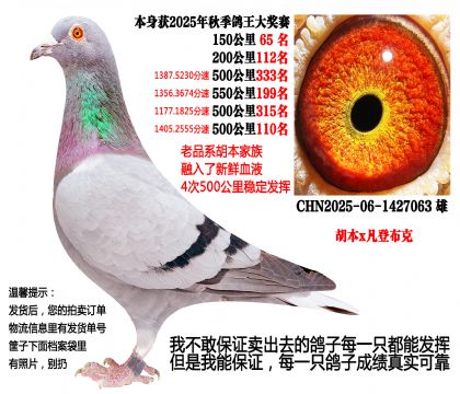 25年秋季4次500公里,四关成绩鸽(胡本x凡登布克)