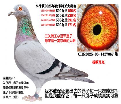 25年秋季4次500公里,四关成绩鸽(杨欧瓦克)