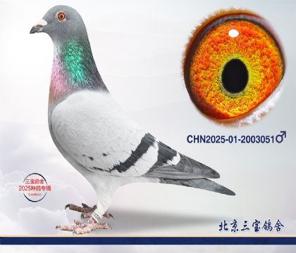 8.����С�ӽ�Ѫq.2003051