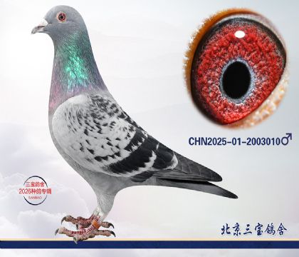 11.����x����q.2003010