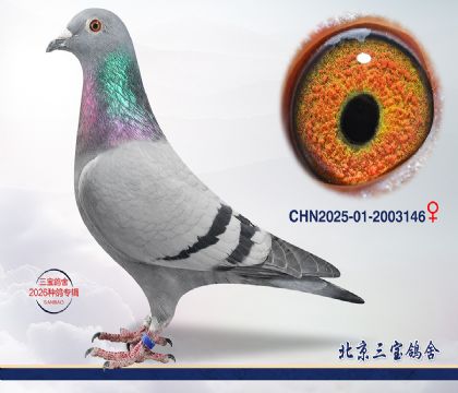 12.����С�ӽ�Ѫq.2003146