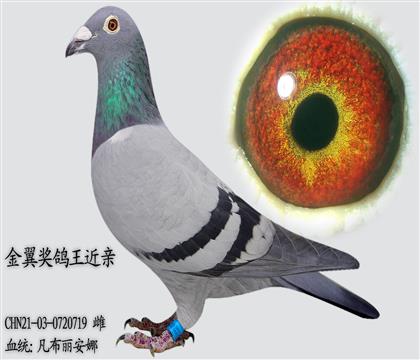 ���������� ��������������