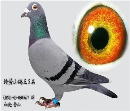 ��ɽ����5��ֱ��