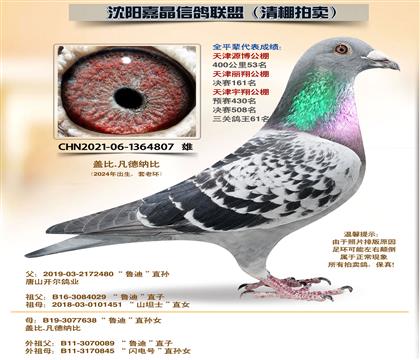 �������Ǳȡ�53��ƽ��