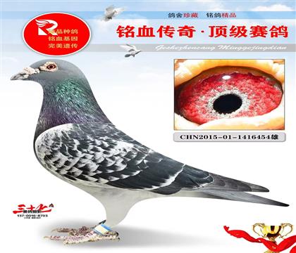 ����ս��ʵս�����