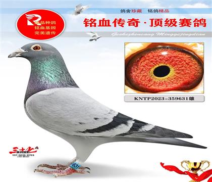 �϶��͡�����ھ�ֱ��