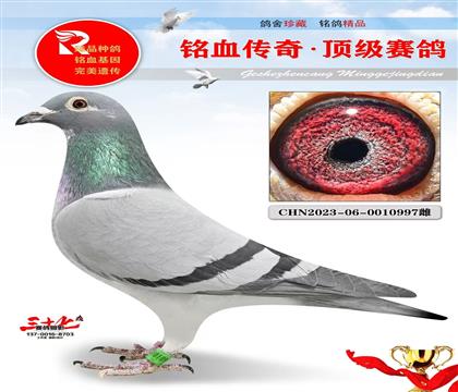 ɣ��ʿ�ǹ��š����ټ���