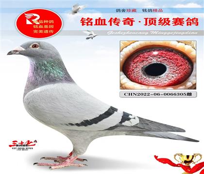 ��ŵ���ƽ����ӡ�ֱ��Ů