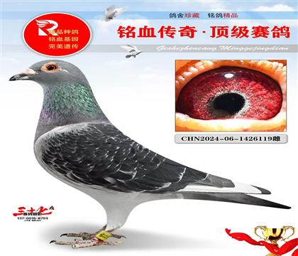 ���ϡ���³�񡢺ھ�����Ѫ