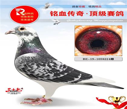 ����ϵ������˹����