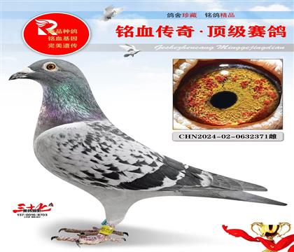 Ԫ�������313��