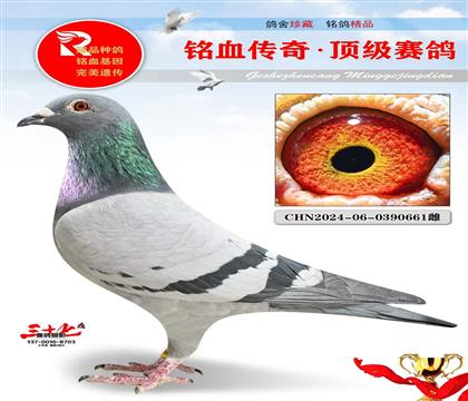 ���Ҳ�����ĸ�ӻ�Ѫ