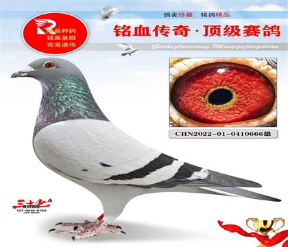 Ҽ�Ÿ��ᡢ��ӥֱ��666�����ص�